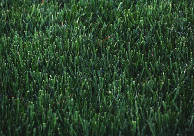The Ultimate Guide to Proper Lawn Care and Maintenance